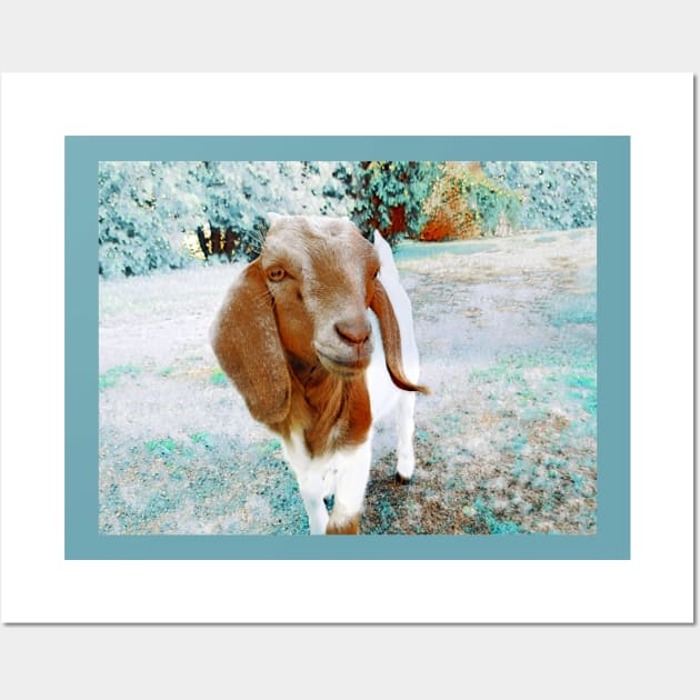 Goat-Boer-1Brm Wall Art by MaryLinH